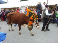 traditional decorated cow